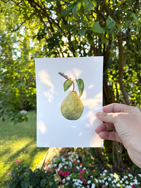 pear on stem botanical study no. 2 || original painting
