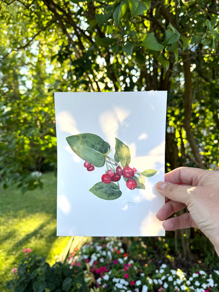 honeysuckle berries botanical study || original painting