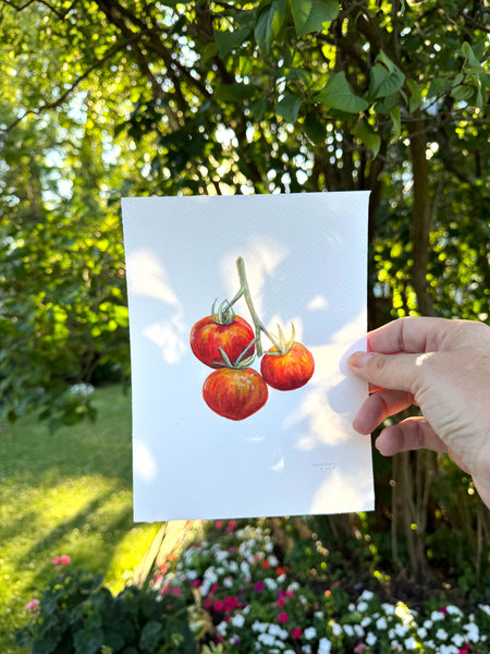 tomato trio botanical study || original painting