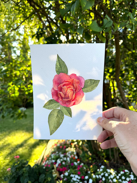 climber rose botanical study || original painting