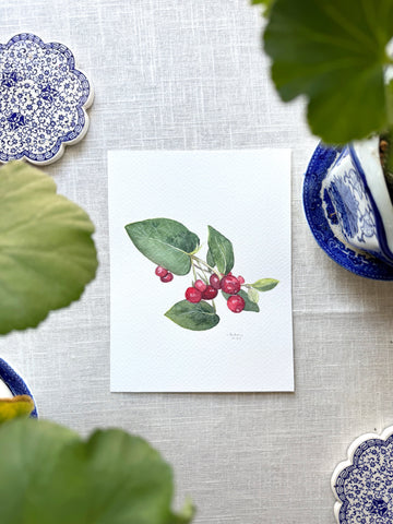honeysuckle berries botanical study || original painting