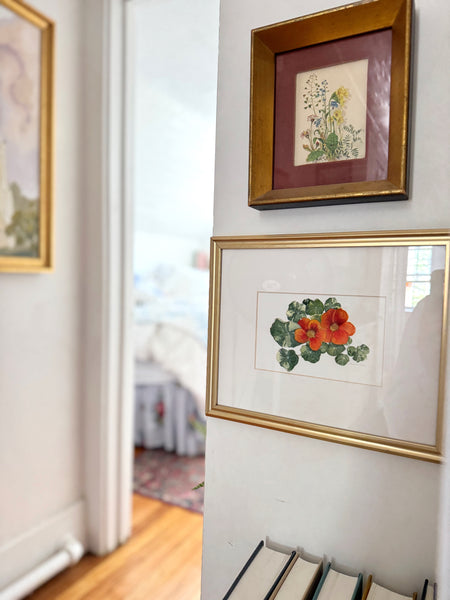 nasturtium botanical study || original painting