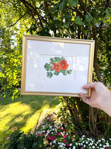 nasturtium botanical study || original painting