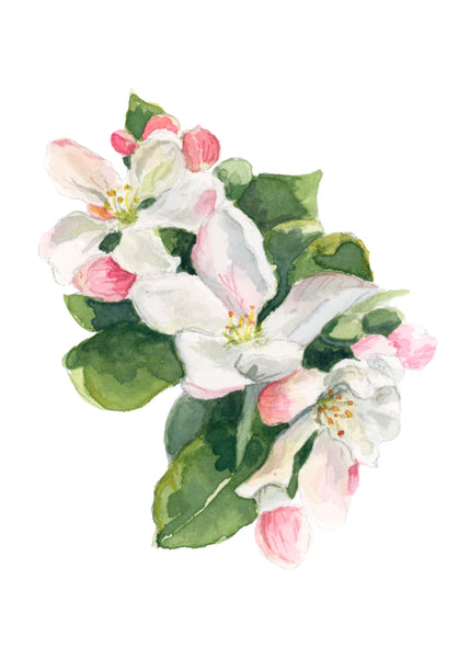 apple blossom || botanical art print