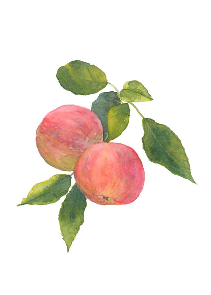 apples || botanical art print