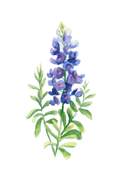 bluebell || botanical art print