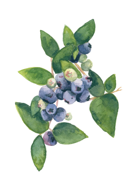 blueberries || botanical art print