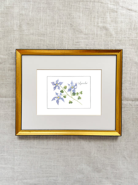 colorado columbine ||  state flower art print