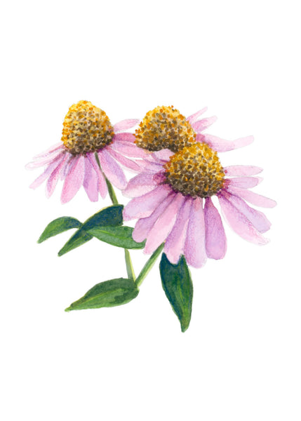 purple coneflower || botanical art print