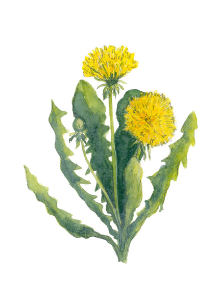 dandelion || botanical art print