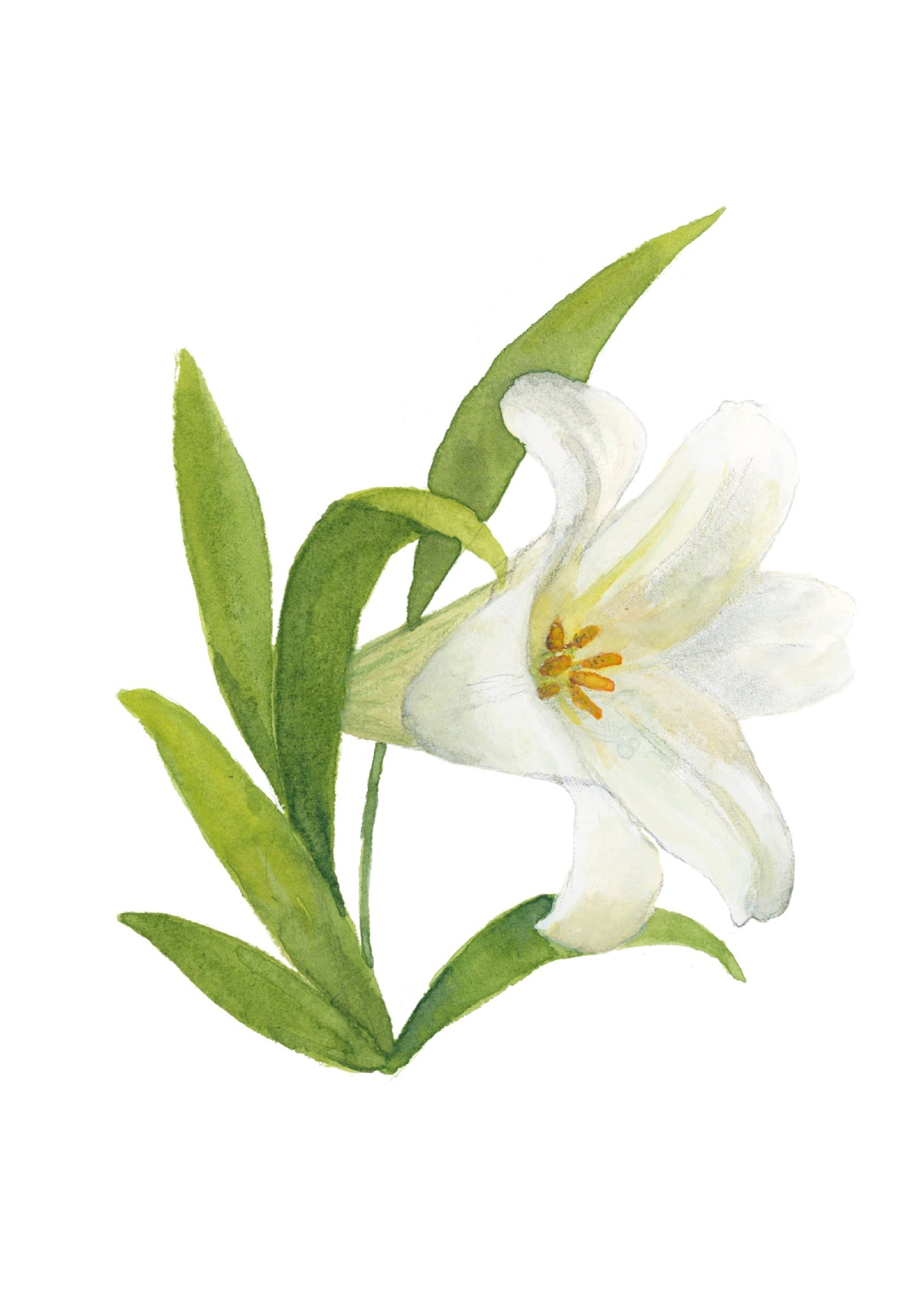 easter lily flower drawing easter lily || botanical art print