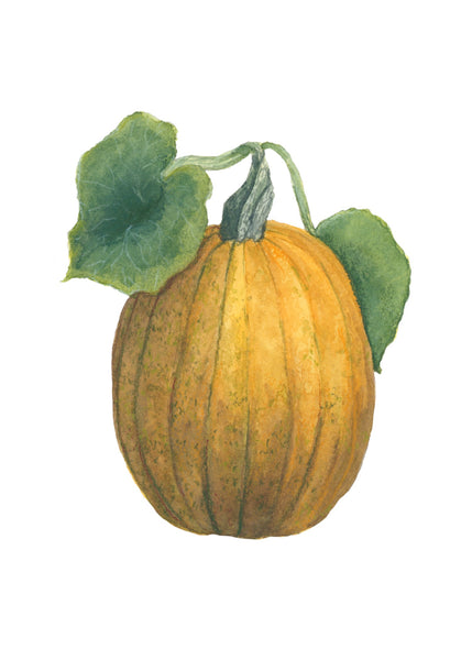 garden pumpkin on the vine || art print