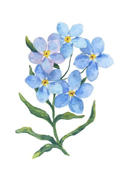 forget-me-nots || botanical art print
