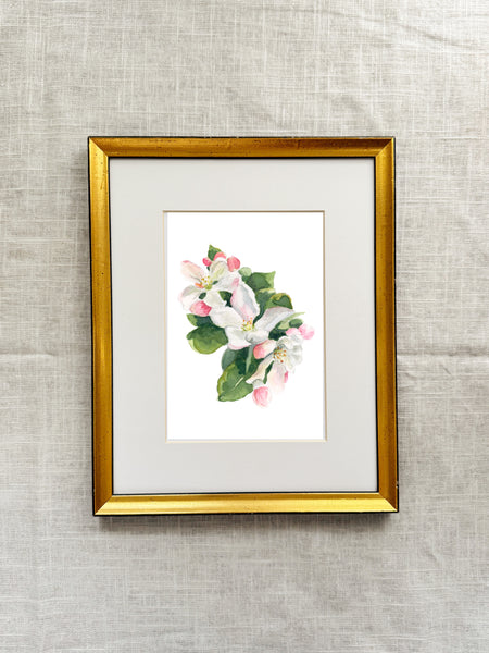apple blossom || botanical art print
