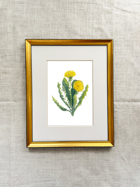 dandelion || botanical art print
