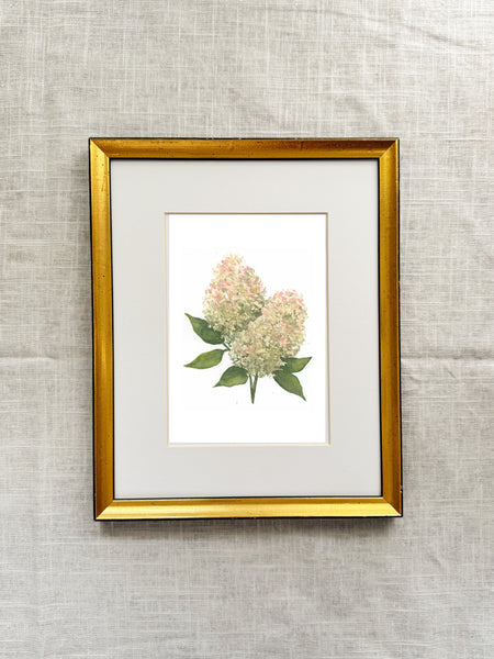 limelight hydrangeas || botanical art print