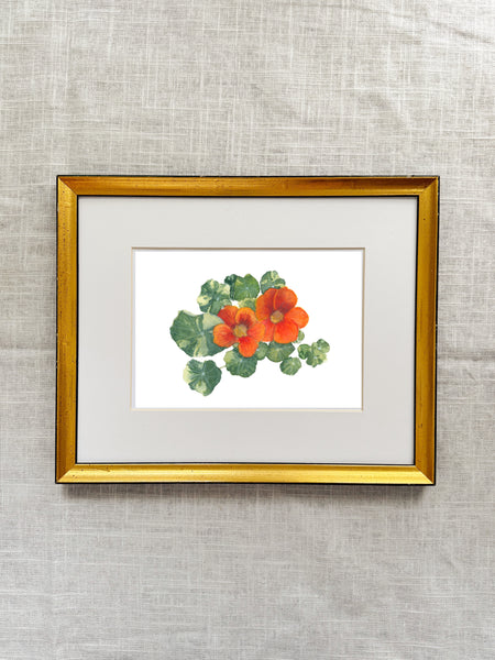nasturtium || botanical art print