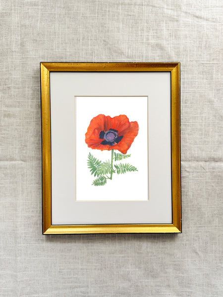 poppy || botanical art print