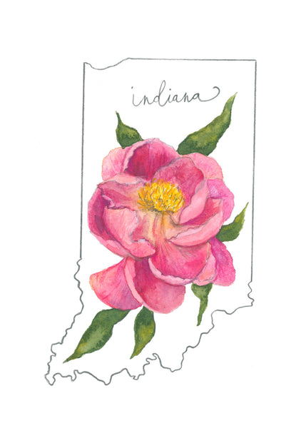 indiana peony ||  state flower art print