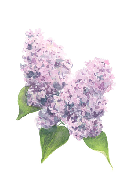 lilacs- march 26th || watercolor workshop