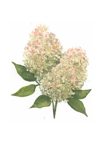 limelight hydrangeas || botanical art print