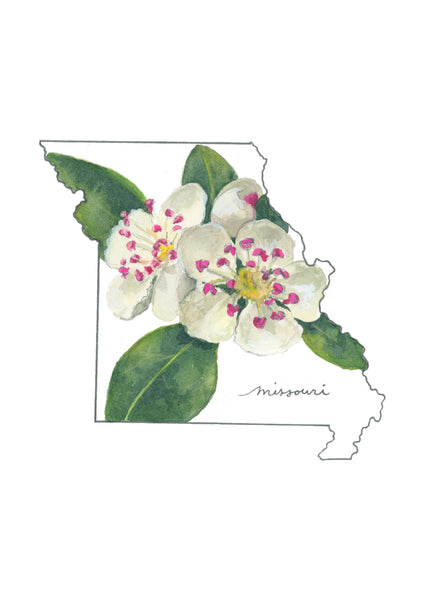 missouri hawthorn ||  state flower art print