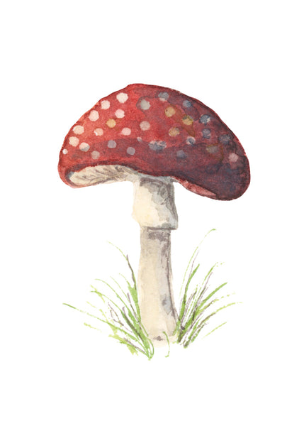 mushroom || botanical art print