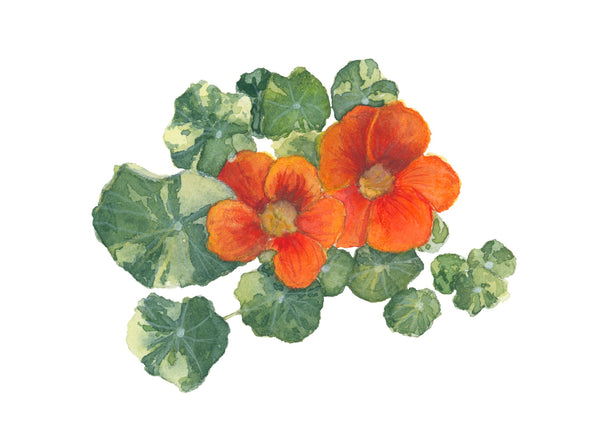 nasturtium || botanical art print