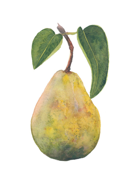 pear || botanical art print