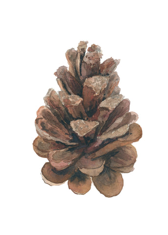 pinecone botanical art print