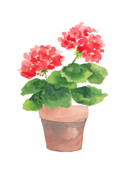 potted geranium || art print