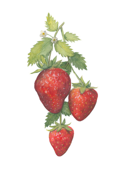 strawberries || botanical art print