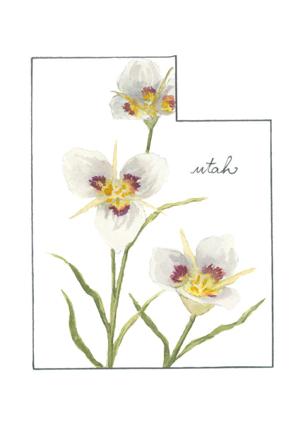 utah sego lily ||  state flower art print