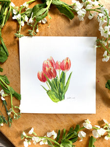 red tulips, illustration