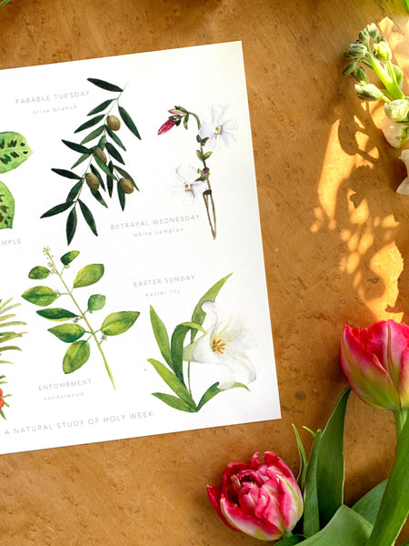 a natural study of holy week || botanical art print