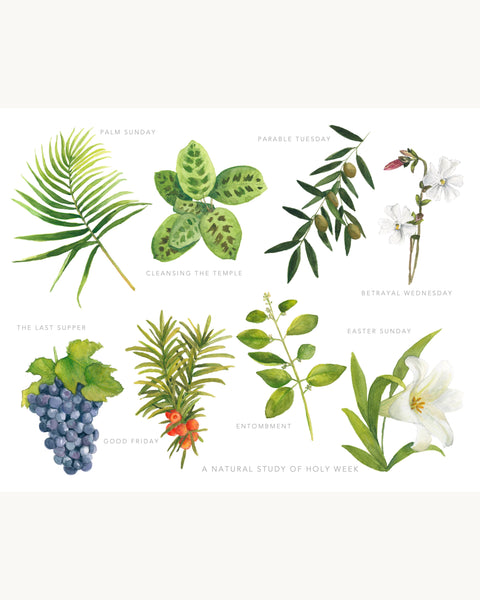 a natural study of holy week || botanical art print